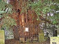 Ancient Yew in Darley Dale churchyard