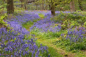 Derbyshire UK Photograph Gallery - Photographs from  Derbyshire and the Peak District - Bluebells