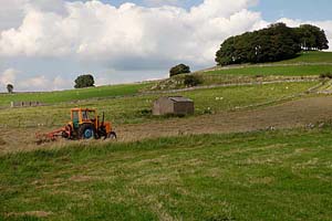 Photograph from  - parsley hay