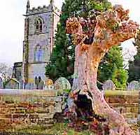 Ancient Yew outside the Church of St Michael