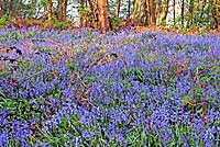 Bluebells in Derbyshire Woodland